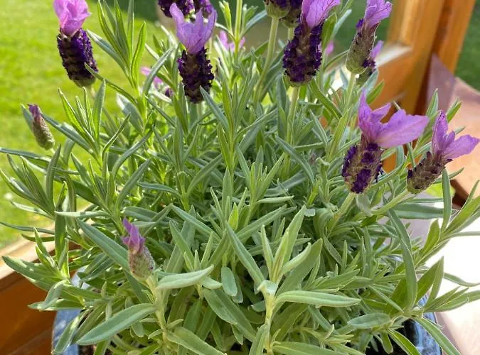 Apartman Grenzblick In Isselburg-anholt *